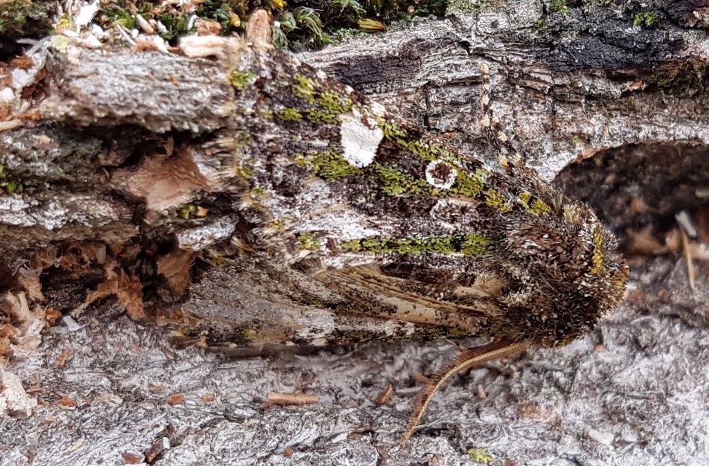 Noctuidae su tronco di pioppo abbattuto: Valeria oleagina